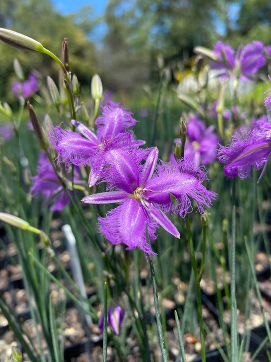 Thysanotus tuberosus (Fringe lily)