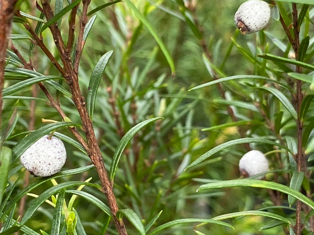 Austromrytus tenuifolia (Midgen Berry)