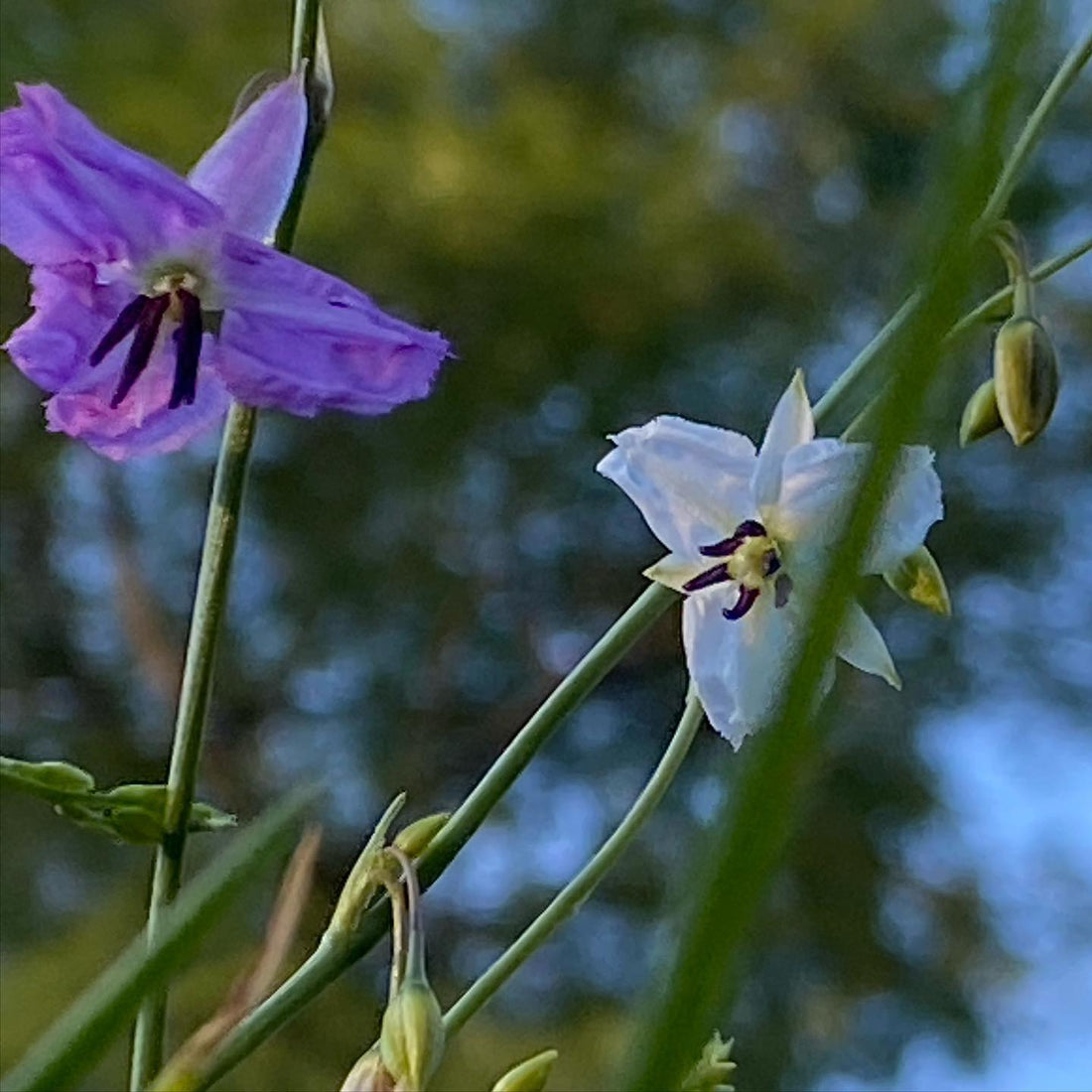 Arthropodium fimbriatum (Chocolate Lily)
