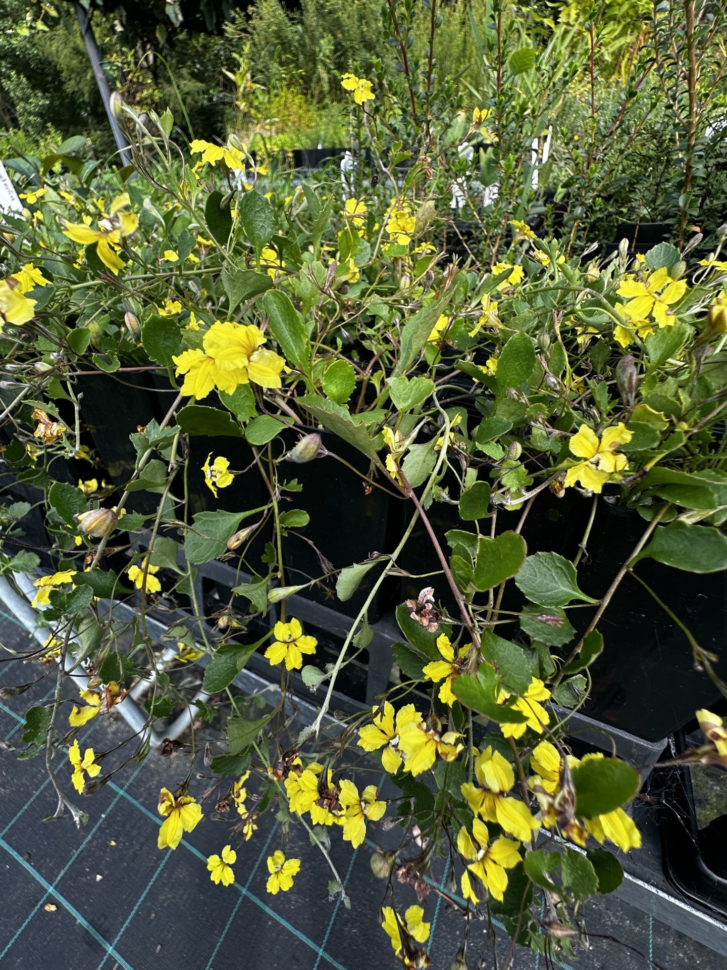 Goodenia hederacea