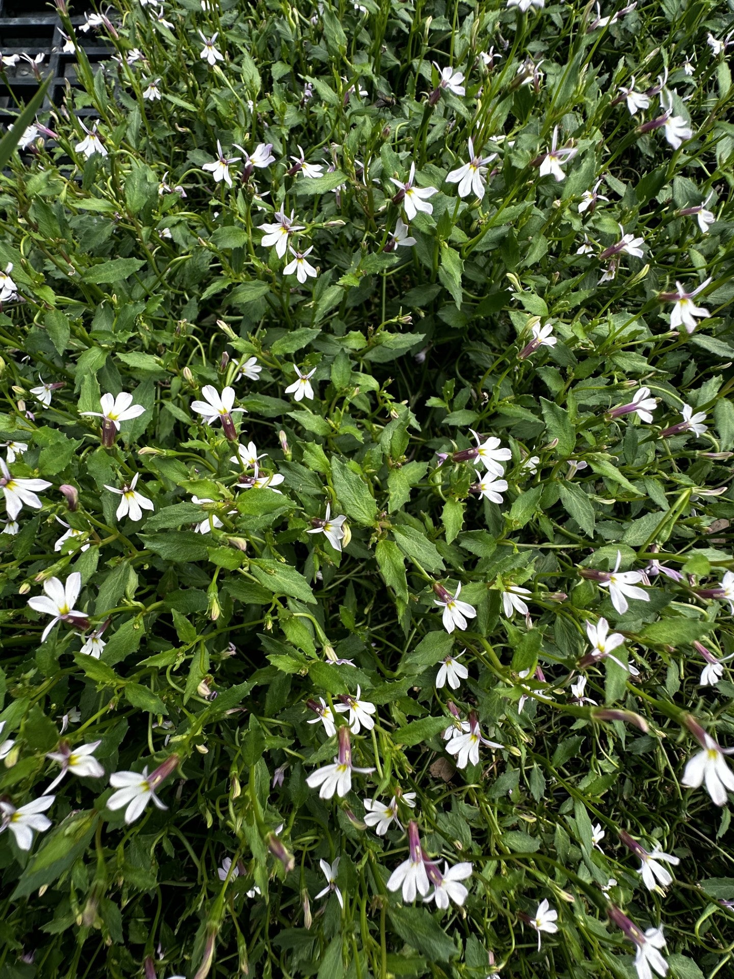 Lobelia purpurascens