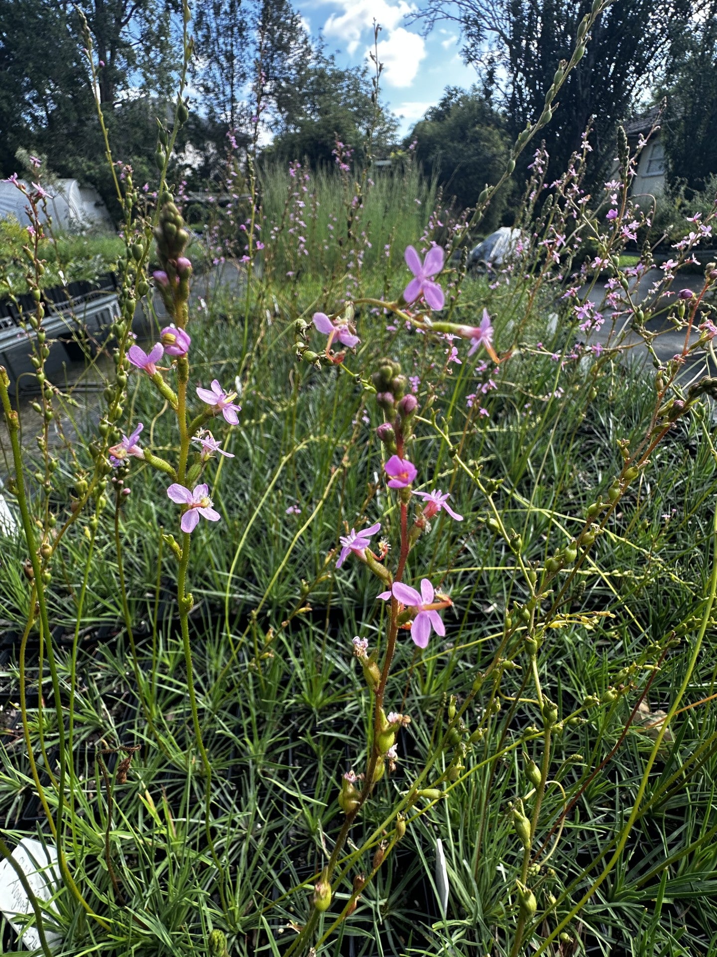 Stylidium graminifolium