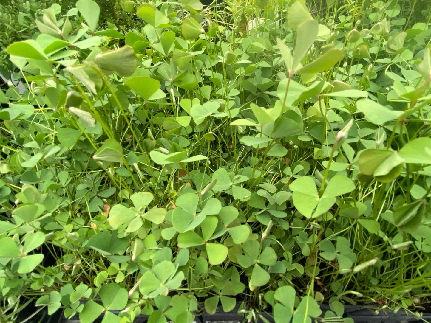 Marsilea hirsuta