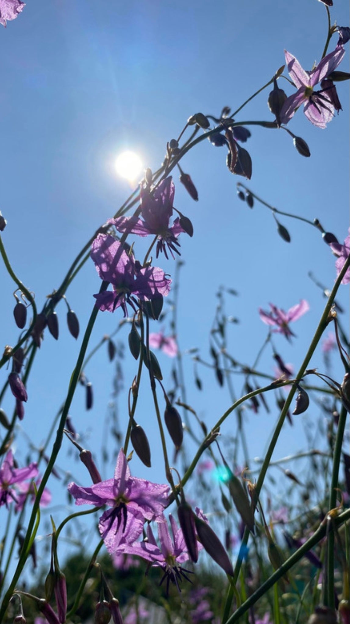 Arthropodium fimbriatum (Chocolate Lily)