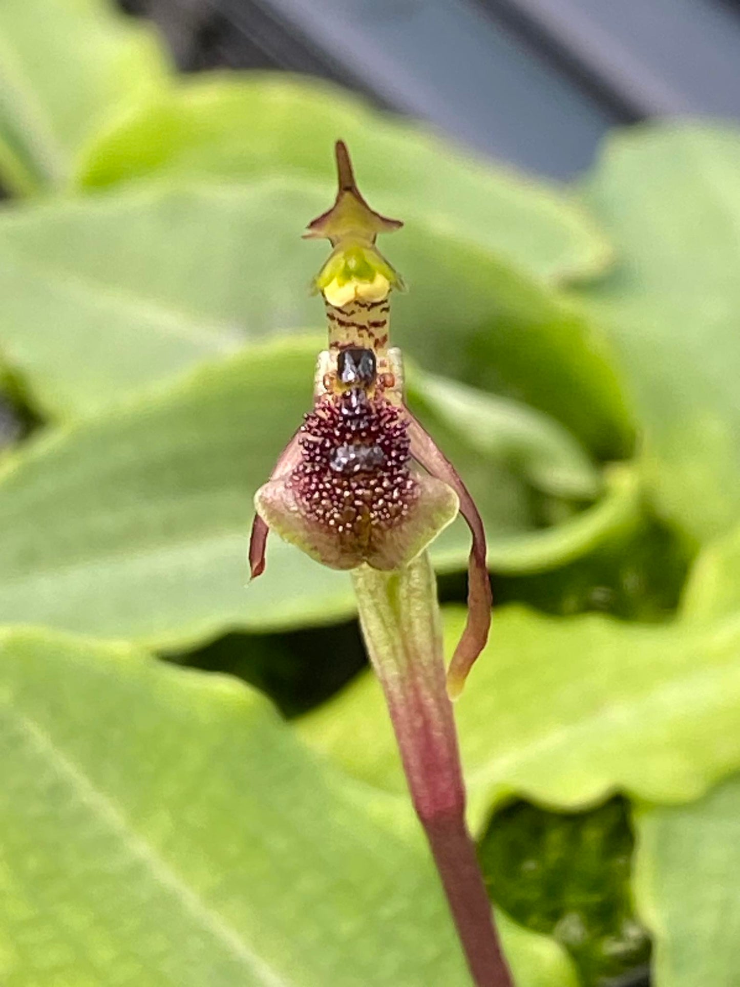 Chiloglottis formicifera