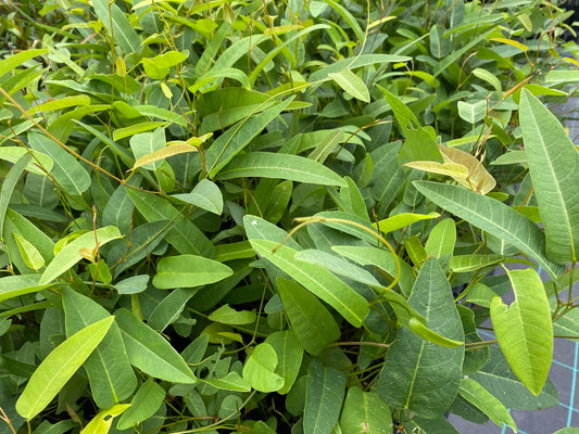 Hardenbergia violacea