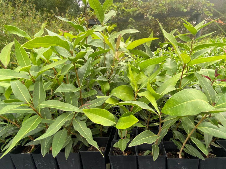 Trees – Western Sydney Bush Native Nursery