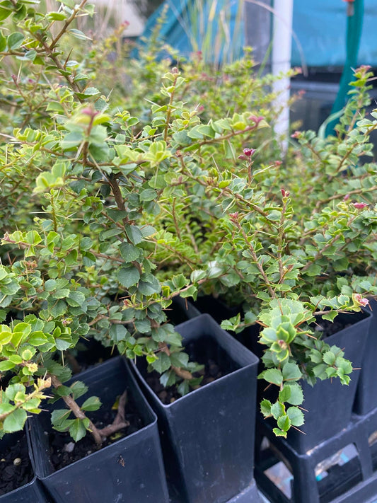 Pittosporum multiflorum