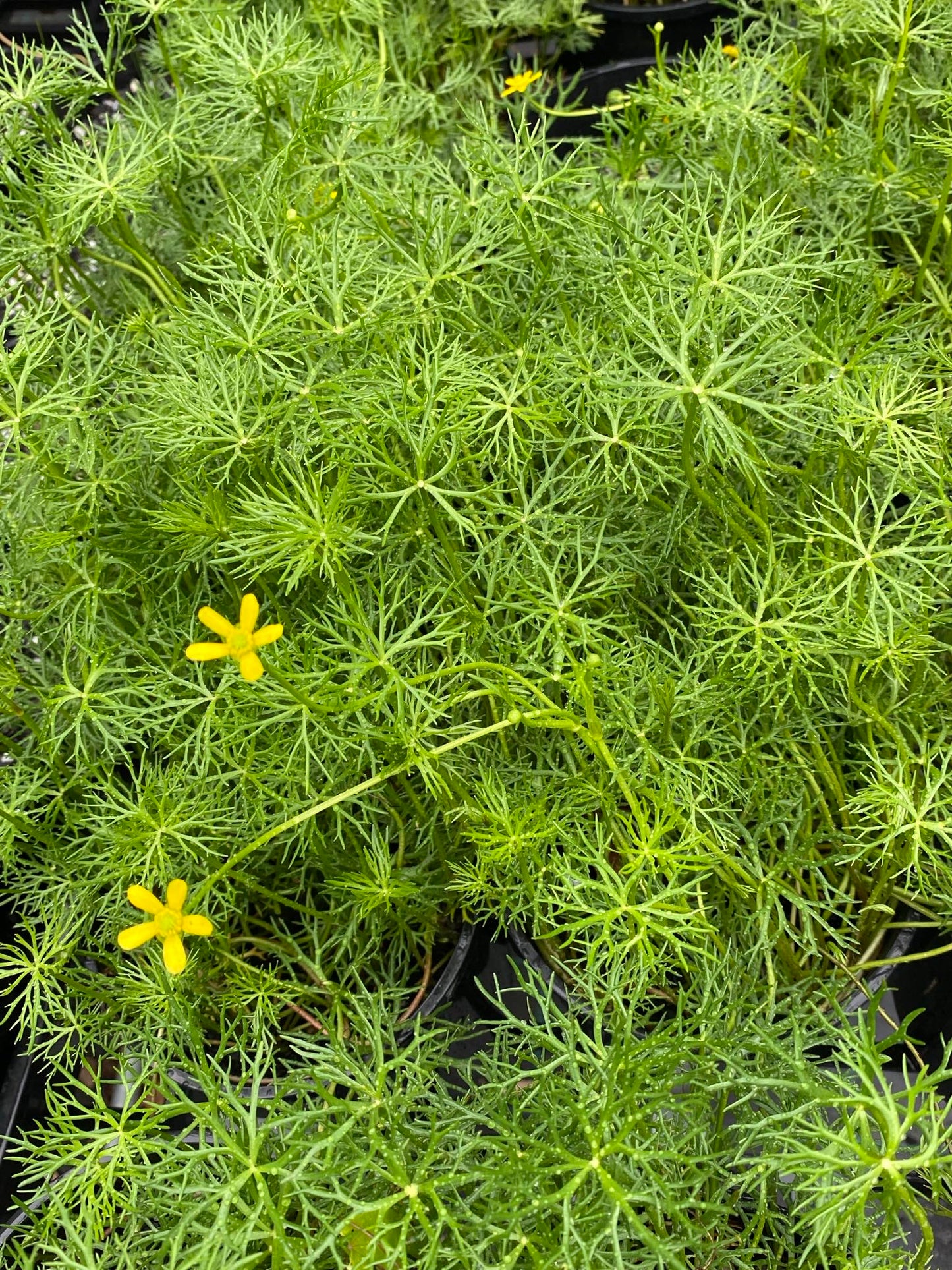 Ranunculus inundatus