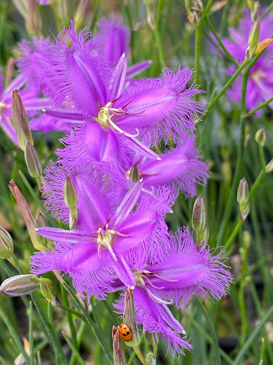 Thysanotus tuberosus (Fringe lily)